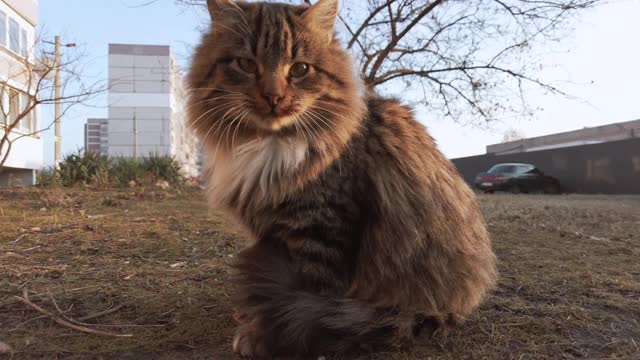 好奇的灰色无家可归的猫看起来很有趣的相机在冬天的街道，日落视频素材