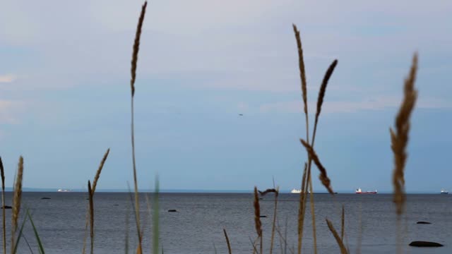 海风吹拂着野草，映衬着大海。静态海景的场景视频素材