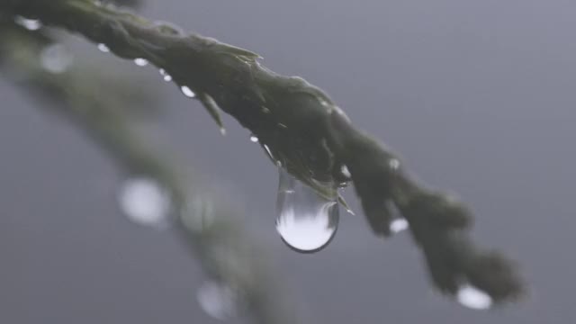 近景慢镜头，树叶上的水滴视频素材