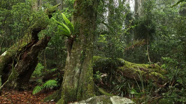 Tullawallal南极山毛榉树的雨林冠层视频素材