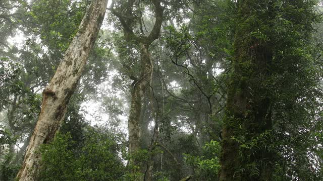 南极山毛榉树的雨林树冠视频素材