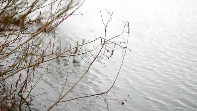 柳树的枝条。视频素材