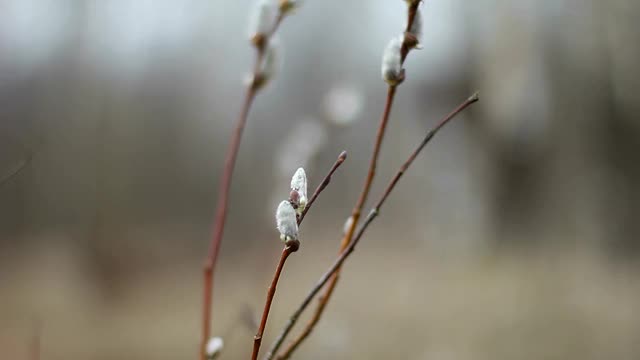 柳树的枝条。视频素材