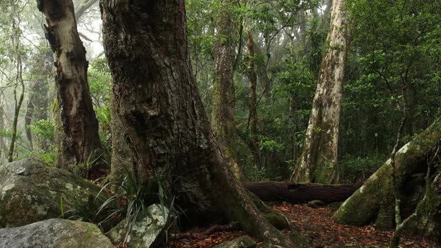 生长在原始森林中的南极山毛榉树视频素材