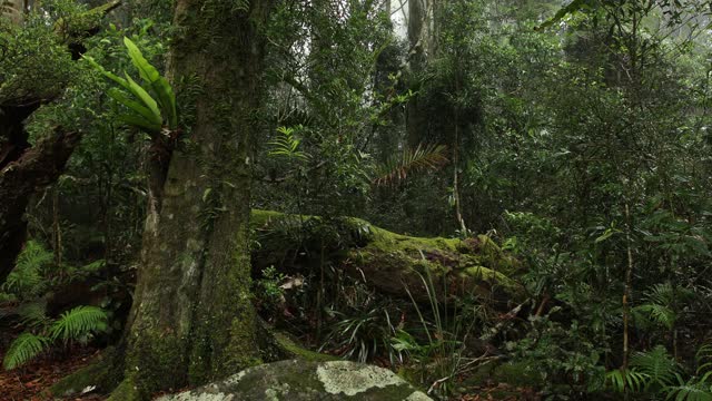 拉明顿国家公园的南极山毛榉树视频素材