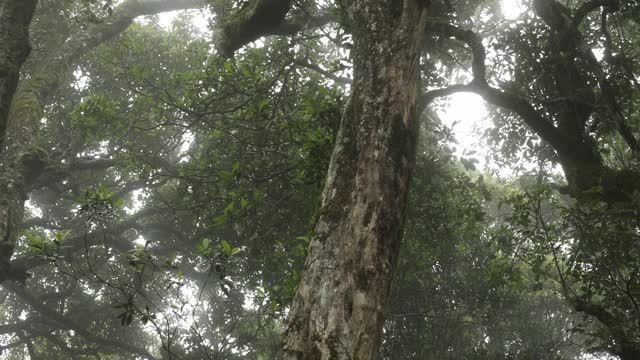 薄雾笼罩的雨林南极山毛榉树冠视频素材