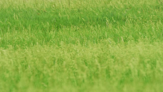 高草在风中轻轻飘动。视频素材