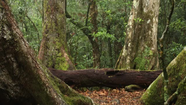 拉明顿国家公园的南极山毛榉树视频素材