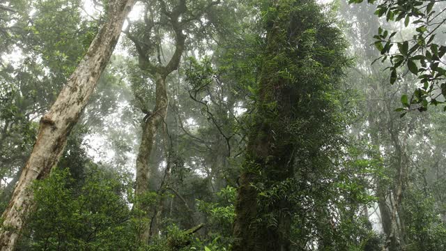 南极山毛榉树视频素材