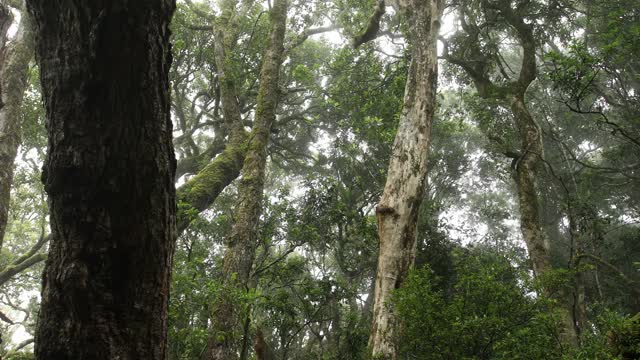 热带雨林树冠和古老的南极山毛榉树视频素材