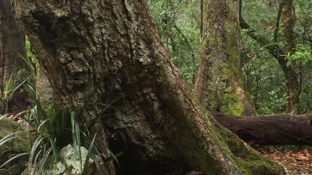 热带雨林清理和南极山毛榉在Tullawallal清理，宾纳布拉视频素材