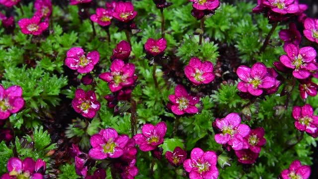 雨后，Saxifraga Rosenzwerg视频素材