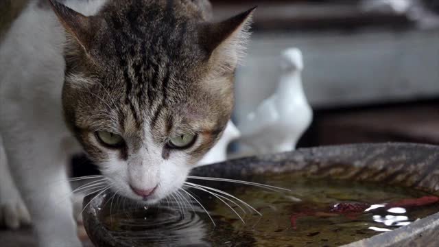 懒惰的猫在洗澡时喝水，动作很慢视频素材