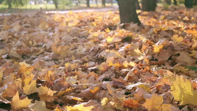 自然在秋天。枫叶的落叶。秋天在森林或公园里散步。黄色落叶的背景。地面覆盖着橙色的叶子。秋天的调色板。缓慢的运动。近距离视频素材