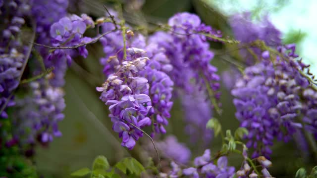 美丽紫藤花盛开在春天的花园，4K。视频素材