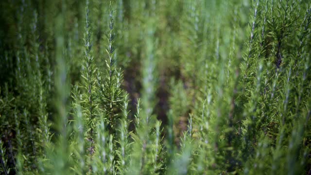 摄影:多年生，新鲜的迷迭香绿色草本植物生长在花园和室外。景深4 k 2160便士,视频素材