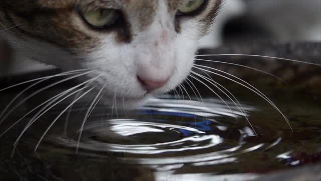 懒惰的猫在洗澡时喝水，动作很慢视频素材