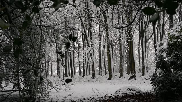 白雪覆盖着茂密的林地，前景中有白雪覆盖的树枝视频素材