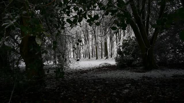 缓慢放大积雪覆盖茂密的林地，同时下雪视频素材