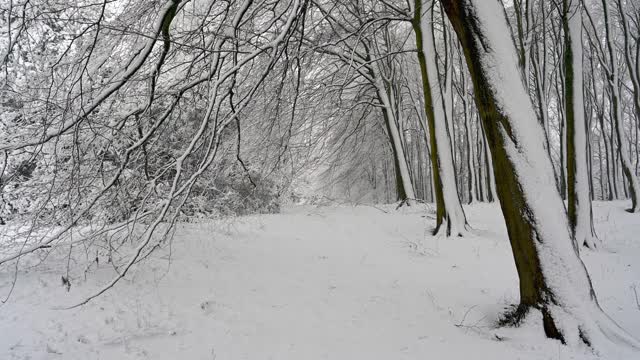 白雪覆盖的密林视频素材