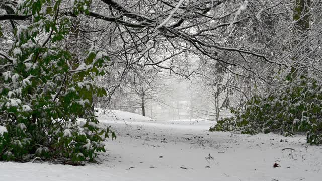 大雪笼罩着茂密的林地视频素材