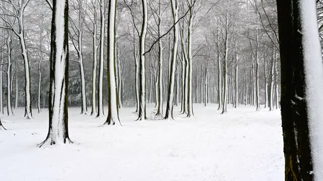 缓慢放大被大雪覆盖的树木视频素材