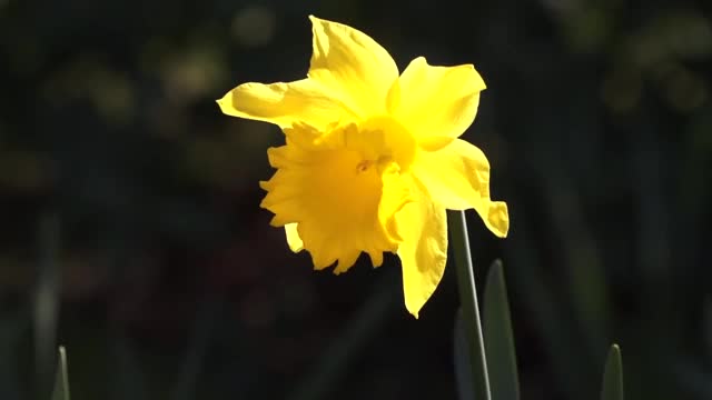 黄色的水仙花视频素材