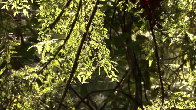 蜘蛛在树上结网视频素材