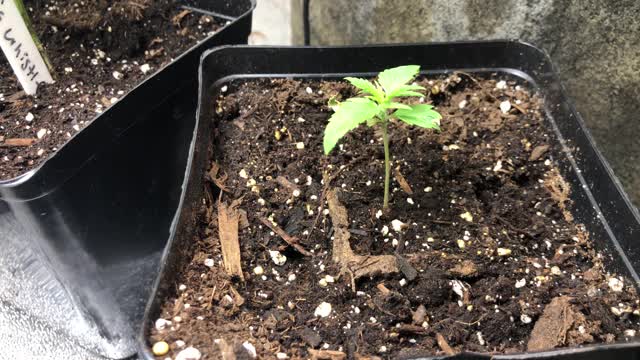 大麻幼苗与小大麻植株克隆比较片段视频素材