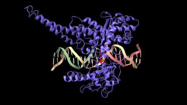 人类DNA拓扑异构酶I(紫色)与吲哚咔唑SA315F(红色)的复合物和与DNA双相共价复合物视频素材