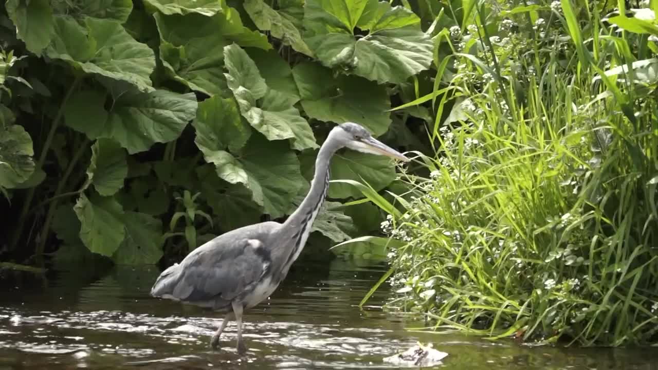 燕子在河边喂鸟视频下载