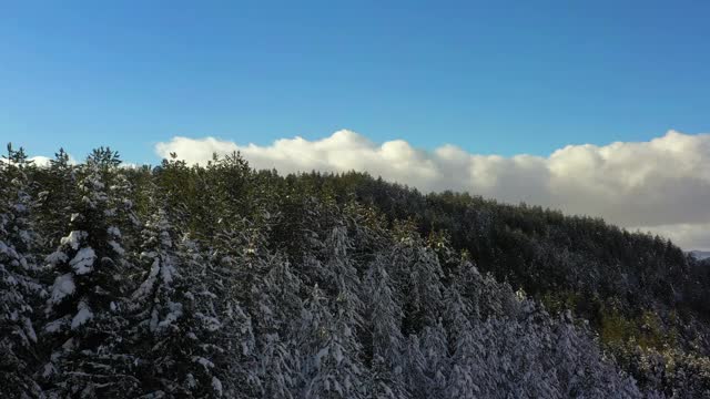 冬天，拉加山脉的树林里有雪。视频素材