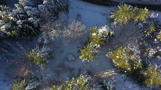 山路中间是白雪覆盖的森林。视频素材