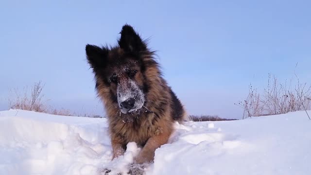 德国牧羊犬躺在雪地上视频素材