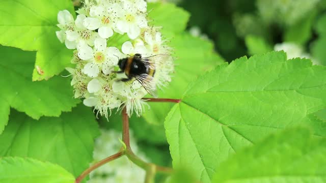 一只大黄蜂在蒲公英花上收集汗蜜。超级宏观视频视频素材