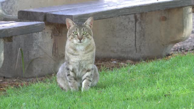 家猫视频素材