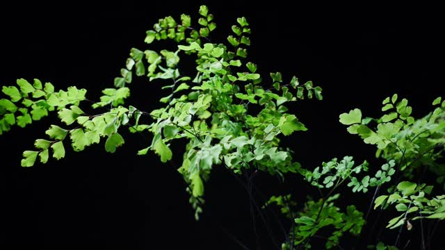 中国的草药。生物活性食品补充剂。铁线蕨蕨类植物。戒掉烟酒瘾。视频素材