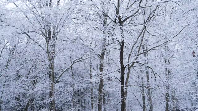 一个下雪的森林视频素材