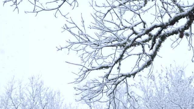 雪落在高高的树枝上视频素材