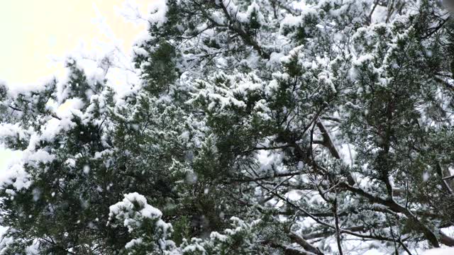 雪覆盖的树视频素材