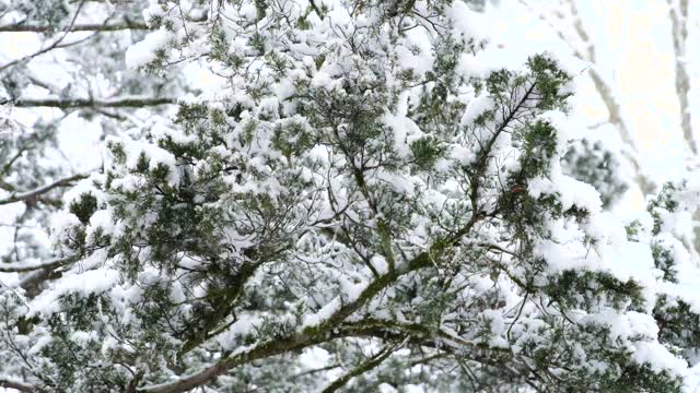 雪树视频素材