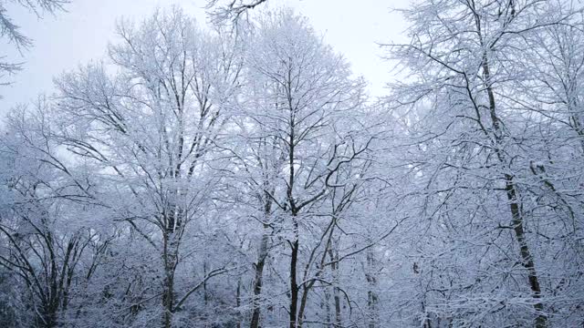 树林里的雪视频素材