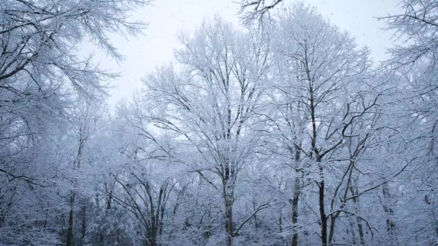 一个下雪的森林视频素材