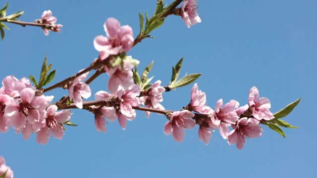 粉红色的桃花视频素材