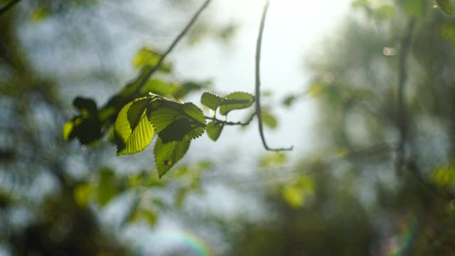 阳光下树枝上的新鲜春叶视频素材