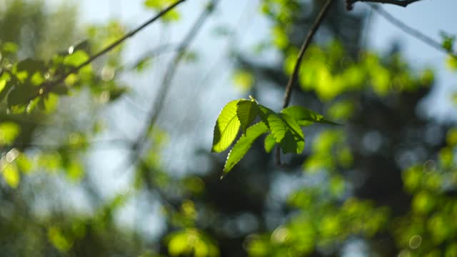 阳光下树枝上的新鲜春叶视频素材