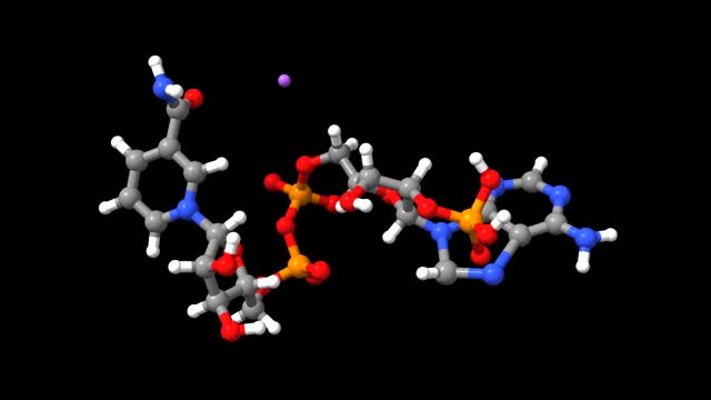 烟酰胺腺嘌呤二核苷酸磷酸(NADP)单钠盐的动画骨骼和空间填充三维模型视频素材