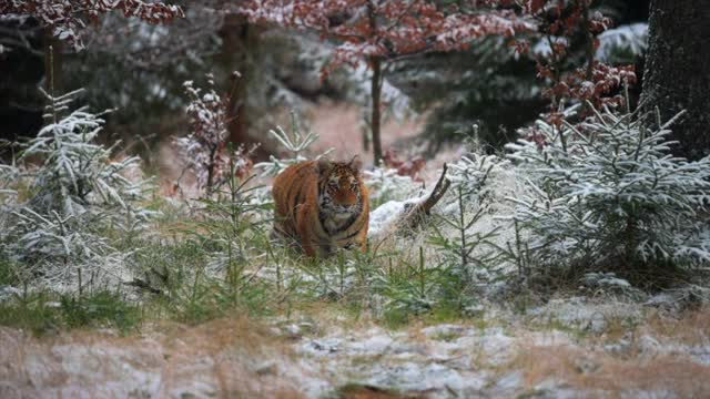 冬季在森林中生活的雌性东北虎。缓慢的运动。野生大猫在它的自然栖息地。视频素材