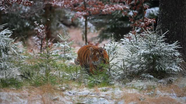 冬季在森林中生活的雌性东北虎。缓慢的运动。野生大猫在它的自然栖息地。视频素材