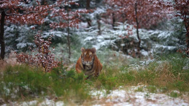 冬季在森林中生活的雌性东北虎。野生大猫在它的自然栖息地。视频素材